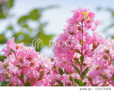青空に映えるピンクのサルスベリ:百日紅 青空に映えるピンクのサルスベリ:百日紅 13073408
