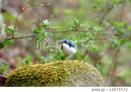 コルリ1 コルリ1 13073572