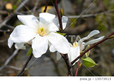 コブシ:辛夷(白) コブシ:辛夷(白) 13073613