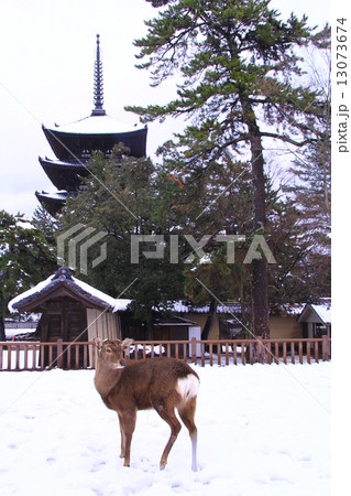 雪の興福寺（奈良）五重塔 13073674