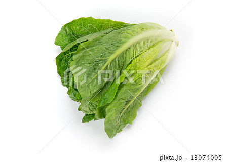 ロメインレタス 13074005
