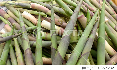 たけのこ（ネマガリダケ） 13074232