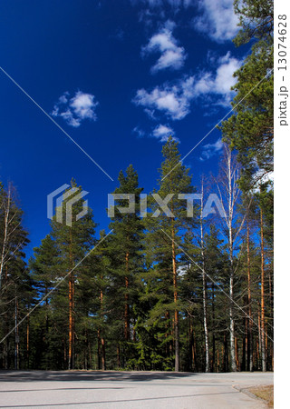 The forest and the sky. 13074628