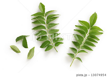 カレーリーフ 13074954