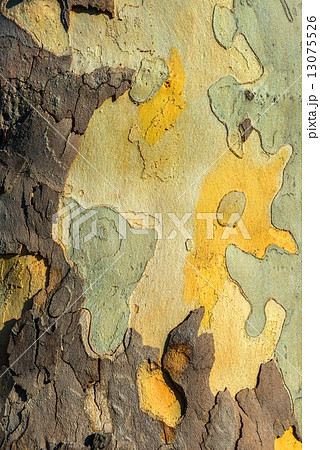 Closeup photo of a tree trunk 13075526