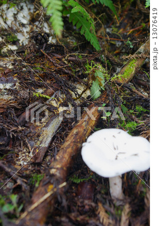 オオイチョウタケの白い菌床 13076419