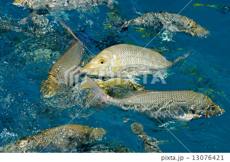 ミコマスケイ　魚の餌付け 13076421