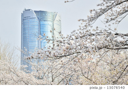 六本木ヒルズと満開の桜 13076540