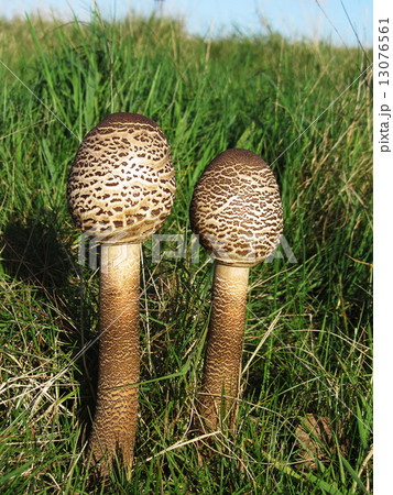 Young spotted poisonous mushrooms in the grass 13076561
