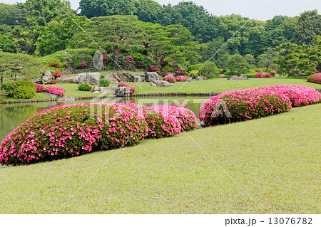 六義園の鮮やかなピンク色のサツキの花と庭園の新緑 13076782