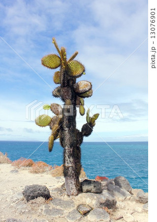 太平洋上に浮かぶ生物進化論の島、ガラパゴス諸島の美しい海とサボテン 13076901