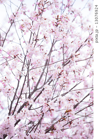 桜 桜 13076924