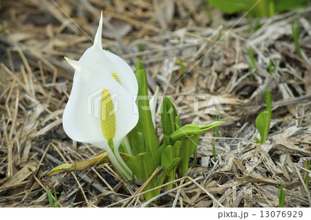 ミズバショウ ミズバショウ 13076929