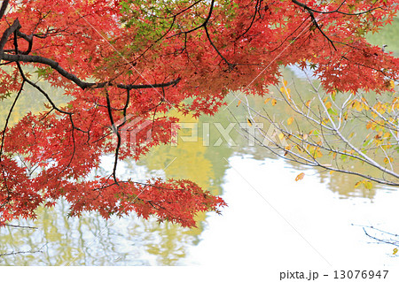 紅葉　写り込み 13076947