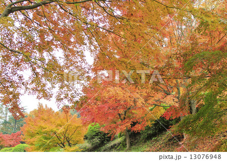 紅葉グラデーション 13076948
