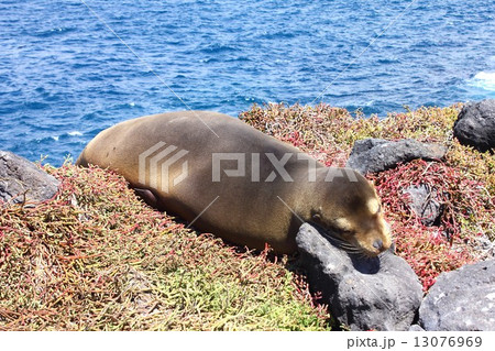 世界遺産第一号ガラパゴス諸島の海岸でお昼寝中の人気者のアシカ 13076969
