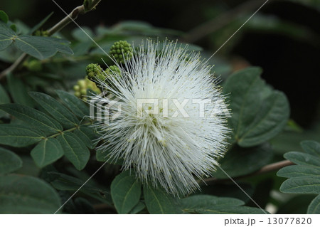 自然　植物　オオベニゴウカン、花が白いので『シロバナオオベニゴウカン』でしょうか。八重山では赤白合わせてあちこちで見られます 13077820