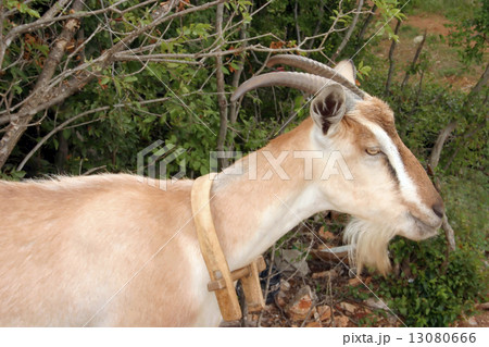 Billy goat 13080666