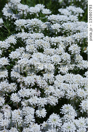 常盤薺トキワナズナ　イベリスとも呼ばれています。 13080793