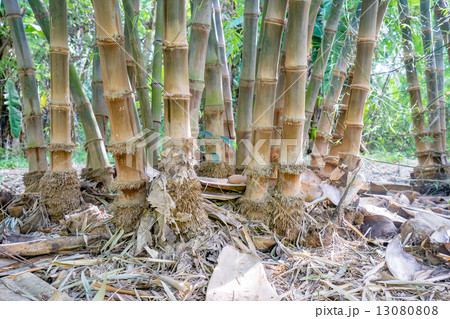 Bamboo roots Bamboo roots 13080808