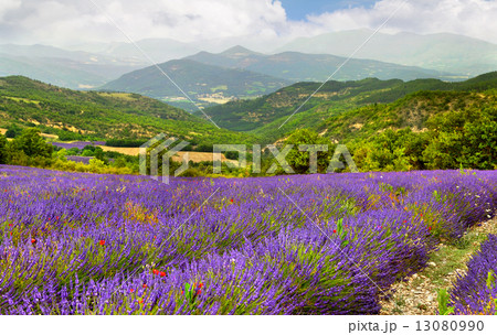 Lavender field 13080990