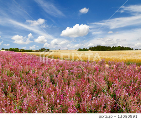 Beautiful provencal landscape 13080991