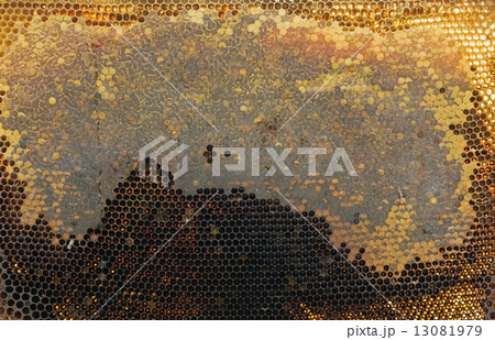 bee honeycombs bee honeycombs 13081979