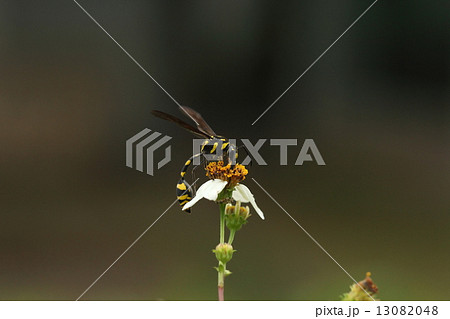 生き物　昆虫　ハラナガスズバチ、バンナ公園で見つけました。大きさ形はスズバチですが派手な虎模様です。 13082048