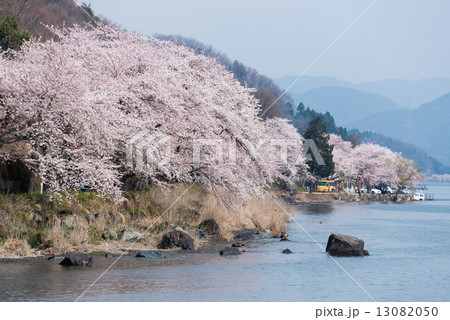 琵琶湖湖畔海津大崎の満開の桜並木 13082050