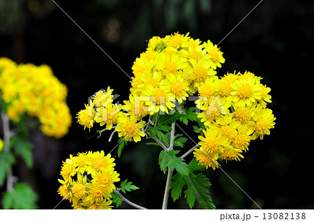 キクタニギク 13082138