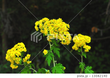 キクタニギク キクタニギク 13082140