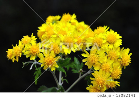 キクタニギク キクタニギク 13082141