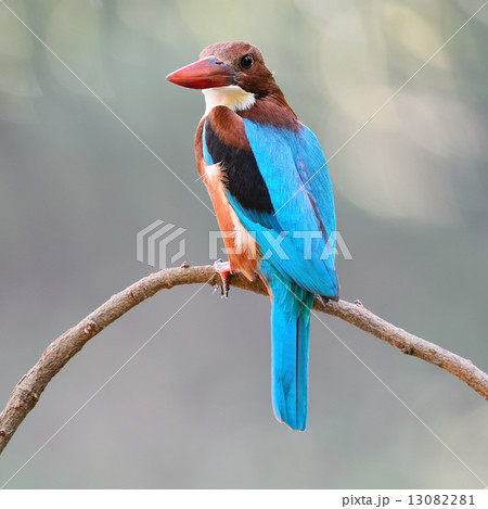 White-throated Kingfisher 13082281