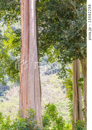trunks of big trees 13082298