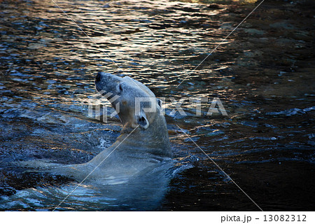泳ぐ白くま 13082312