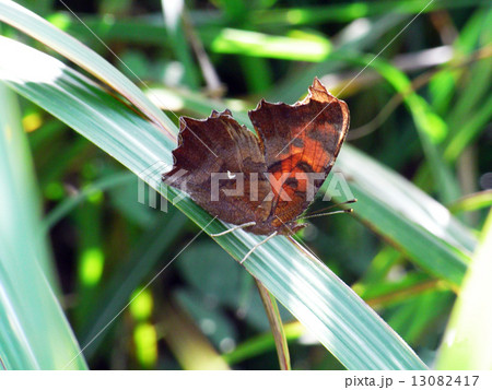 キタテハ 13082417