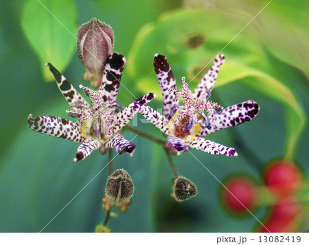 タイワンホトトギス 13082419