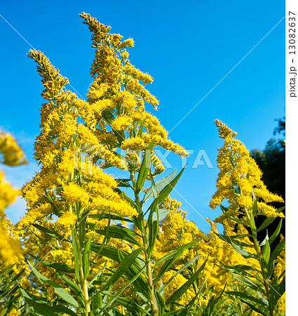 ブタクサに間違われる背高泡立ち草 ブタクサに間違われる背高泡立ち草 13082637