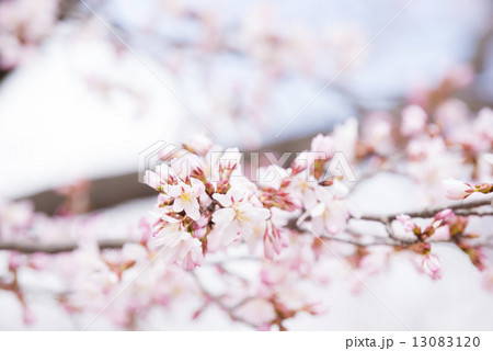 桜 桜 13083120