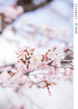 桜 桜 13083121
