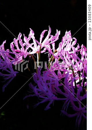 ネリネ ダイヤモンドリリー スポットライトを浴びて 黒バック ネリネ ダイヤモンドリリー スポットライトを浴びて 黒バック 13083409