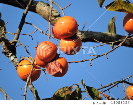 初冬里山の柿 13083537