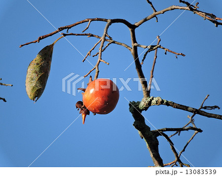 初冬里山の柿 13083539