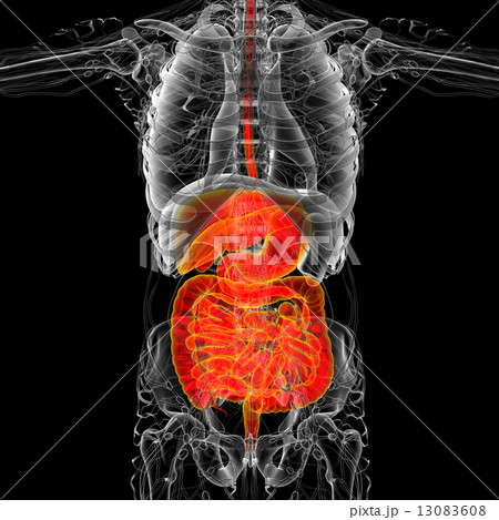 3d render medical illustration of the human digestive system 3d render medical illustration of the human digestive system 13083608