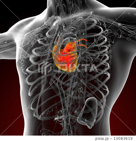 3d render medical illustration of the human heartのイラスト素材 [13083619] - PIXTA