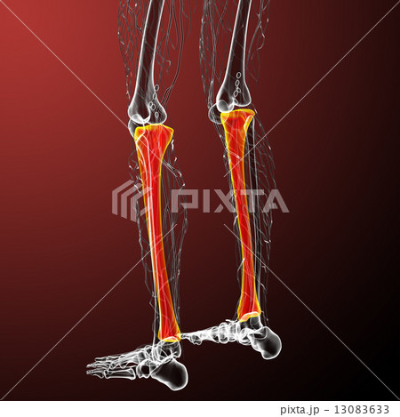 3d render medical illustration of the tibia bone 13083633