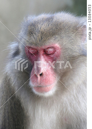 高崎山の猿 13084053