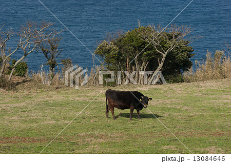 海の見える牧場で育つ牛・長門市 13084646