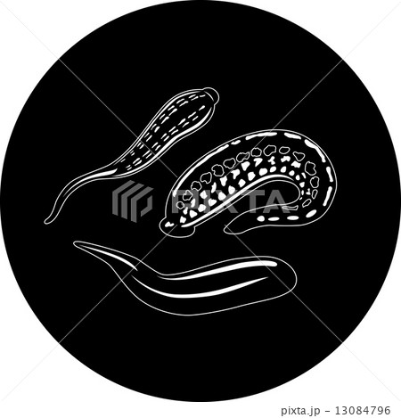 leech 13084796