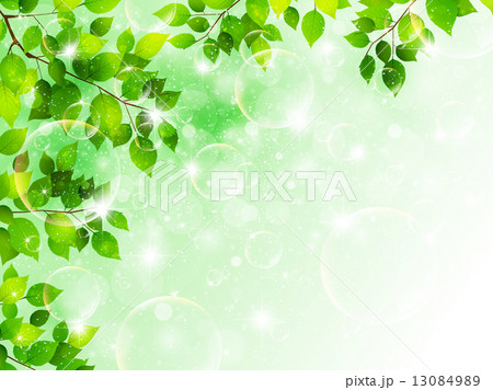 葉　植物　風景 13084989